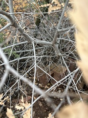 Quercus × undulata