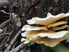 Pleurotus citrinopileatus