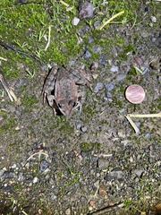 Rana draytonii