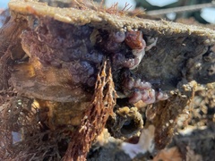 Eudistoma hepaticum