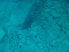 Acanthurus dussumieri