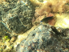 Stegastes leucostictus