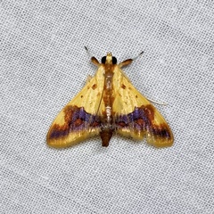 Tetracona pictalis