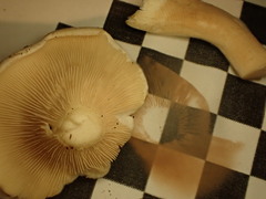 Entoloma albogriseum