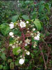 Rubus adenotrichos