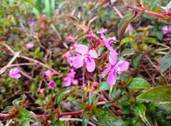 Heterocentron subtriplinervium