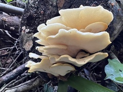 Pleurotus citrinopileatus