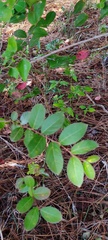 Lagerstroemia indica