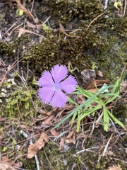 Dianthus palinensis