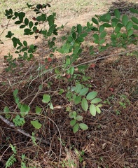 Lagerstroemia indica
