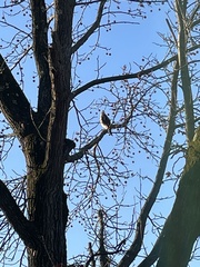 Accipiter cooperii