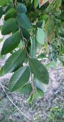 Ulmus crassifolia