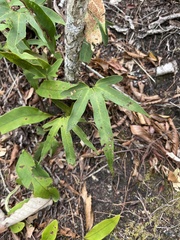 Pyrrosia polydactylos