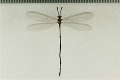 Brachynemurus