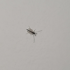 Chironomidae