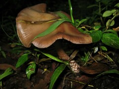 Psilocybe caerulescens