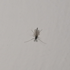 Chironomidae