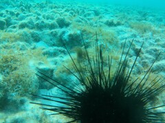 Tuleariocaris holthuisi