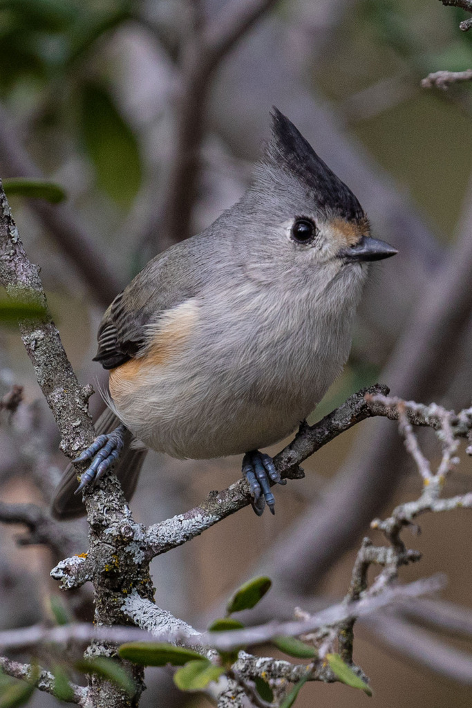 Black-crested Titmouse photo