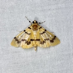 Dichocrocis clytusalis