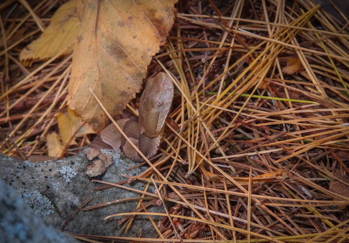 Eastern Copperhead photographed in Pennsylvania