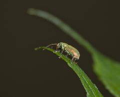 Phyllobius argentatus