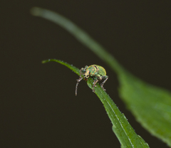 Phyllobius argentatus
