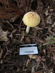 Amanita