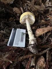 Amanita