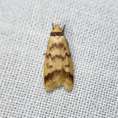 Heteroteucha anthodora