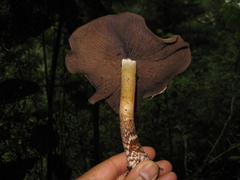 Psilocybe caerulescens