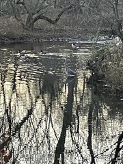 Ardea herodias