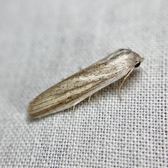 Prionopterina grammatistis