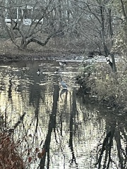 Ardea herodias