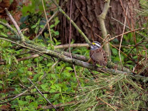 White-throated Sparrow photographed in Indiana