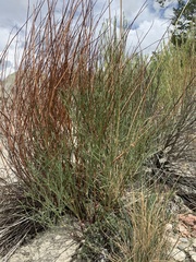 Astragalus lonchocarpus