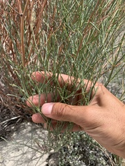 Astragalus lonchocarpus