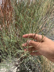 Astragalus lonchocarpus