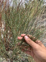 Astragalus lonchocarpus