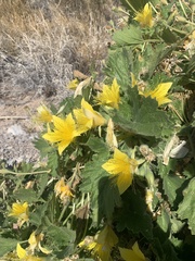 Eucnide bartonioides