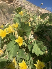 Eucnide bartonioides