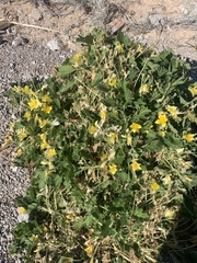 Eucnide bartonioides