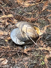 Utterbackiana suborbiculata