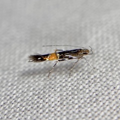 Cosmopterix macrula