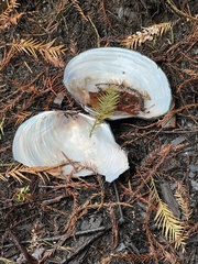 Utterbackiana suborbiculata