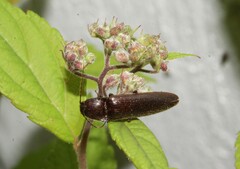 Melanotus castanipes