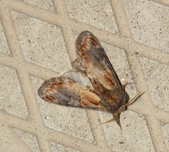 Notodonta scitipennis