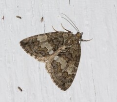 Hydriomena renunciata