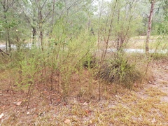 Ozothamnus diosmifolius