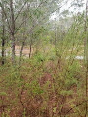 Ozothamnus diosmifolius